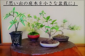 メモリアル盆栽 (2)図