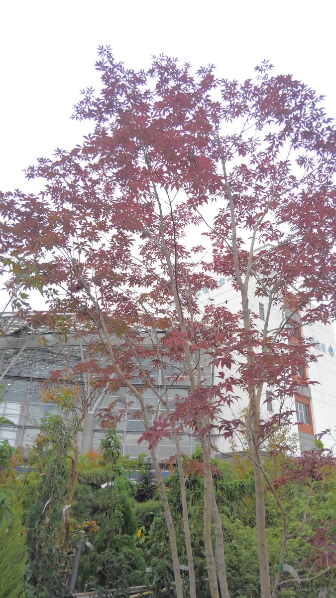 綺麗に紅葉するオススメの庭木10選 庭の未来net