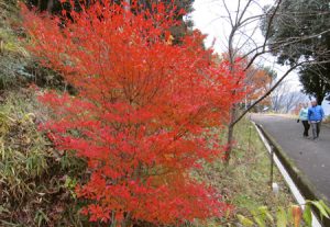 綺麗に紅葉するオススメの庭木10選 庭の未来net