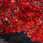 綺麗に紅葉するオススメの庭木10選