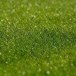 芝生のオススメ管理(メンテナンス)方法と道具について