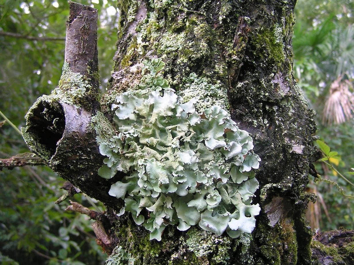 生花に使われる苔梅について！(梅に苔がつく理由と購入方法) | 庭の 